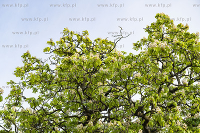 Sopot. Kwitnące kasztanowce.19.05.2021 Fot. Anna...