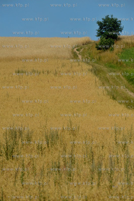 Zukowo na Kaszubach. Pola ze zbozem za jeziorkiem niedaleko...