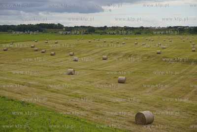 Bale zboża na polu w okolicy Tczewa. 11.07.2020 fot....
