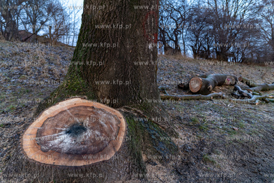 Rewitalizacja Opływu Motławy. Nz. ścięte drzewo
03.02.2023...