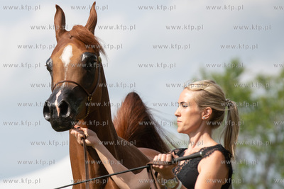 Sopot. Hipodrom. Sopot Arabian Horse Show - pokaz najpiękniejszych...