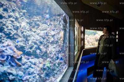 Akwarium Gdynskie Morskiego Instytutu Rybackiego -...