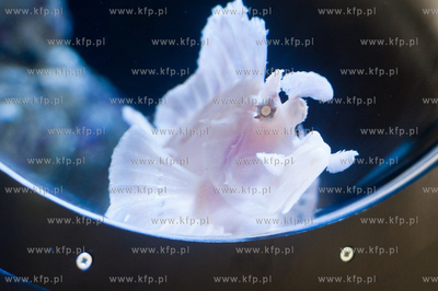 Akwarium Gdynskie Morskiego Instytutu Rybackiego -...