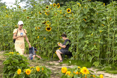 "Przystań Słoneczniki", plantacja słoneczników...