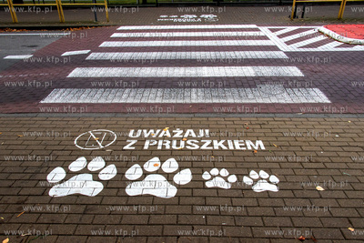 Akcja "Bezpieczeństwo z Lwem Pruszkiem na przejściach...
