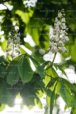 Sopot. Kwitnące kasztanowce.19.05.2021 Fot. Anna...