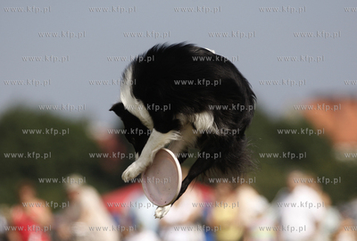 Sopot. Hipodrom. Zawody Frisbee - latajace psy za latajacym...
