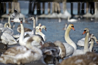 Sopot. Zatoka Gdańska zaczyna zamarzać.
31.01.2012
fot....