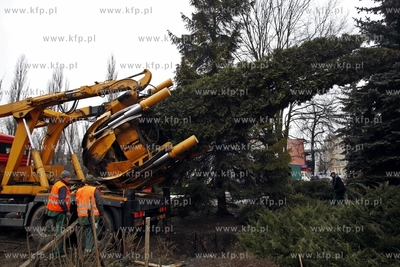 Sopot. Wykopywanie drzew i krzewow  na placyku przy...