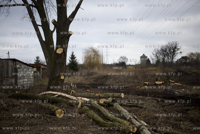 Wycinka drzew przy ul. Kochanowskiego w Gdańsku.
28.02.2017
fot....