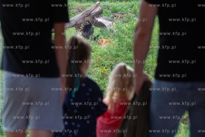 Międzynarodowy Dzień Lwa w gdańskim ZOO. 10.08.2018...