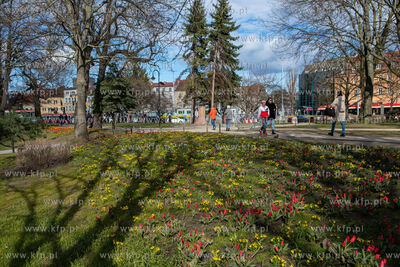 Wiosenne kwiaty na Skwerze Imienia Polskich Harcerzy...