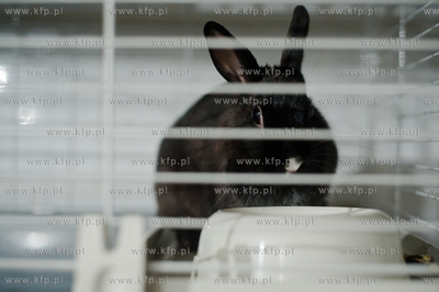 Sopockie Uszakowo - Centrum Adopcyjne Krolikow.
29.03.2013
fot....