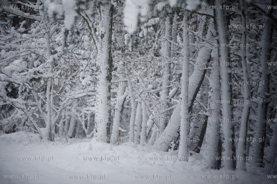 Ggansk. Gorki Zachodnie. Osniezony zimowy krajobraz...