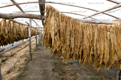 Polskie Stwolno woj. kujawsko-pomorskie  Nz. Gospodarstwo...