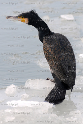 Kormoran na zamarznietych wodach Zatoki Gdanskiej w...