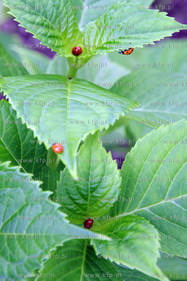 Tysiace biedronek pojawilo na plazy i okolicach Grand...