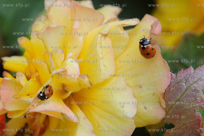 Tysiace biedronek pojawilo na plazy i okolicach Grand...