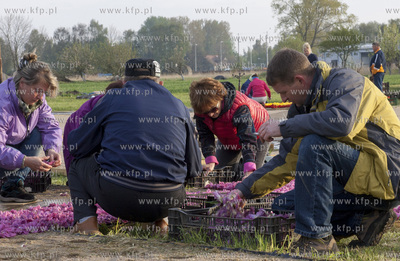 Mokry Dwor - przygotowania do Zulawskiego Tulipna....