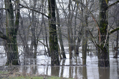 Wezbrane wody rzeki Radunia spowodowaly podtopienia...