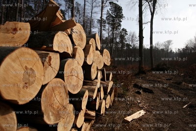 Gigantyczny wyrąb drzew w Trójmiejskim Parku Krajoobrazowym.
25.03.2015
fot....