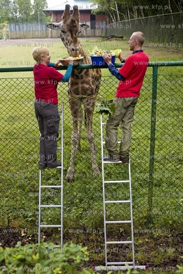 Gdańskie Zoo. Karmienie żyraf specjalnym tortem z...