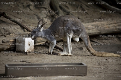 Gdańsk. Zoo. Nz. kongury.
28.07.2015
fot. Krzysztof...