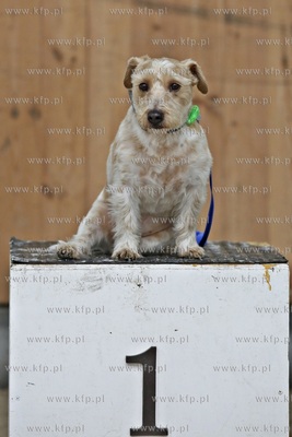 Sopot. Hipodrom. Psie zawody o Puchar Planet Pet Society...