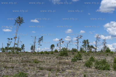 Rytel. Połamane drzewa po nawałnucy z 2017roku. 17.09.2022...