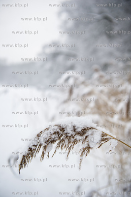 Sniezny zimowy dzien nad jeziorem Otominskim.
21.01.2016
fot....