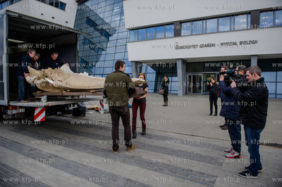 Gdansk. Uniwersytet Gdanski. Rozladunek szkieletu pletwala...