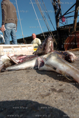 Ustka port, rozladunek zlowinych ryb z kutra Ust-122....