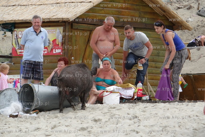 Krynica Morska. Dzik odwiedzil plaze, aby pozywic sie...