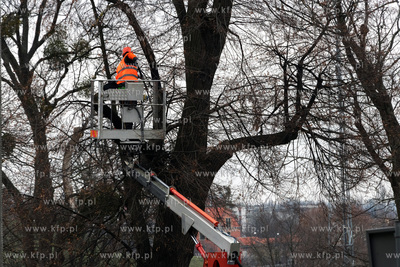 Usuwanie jemioły i suchych gałęzi z koron drzew...