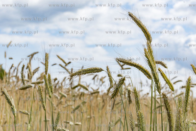 Chwaszczyno.11.07.2019 Fot. Anna Bobrowska / KFP