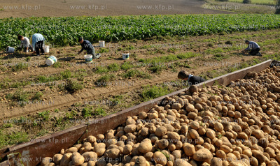 Wykopki ziemniakow na polu Bogdana Waldera we wsi Sulmin...