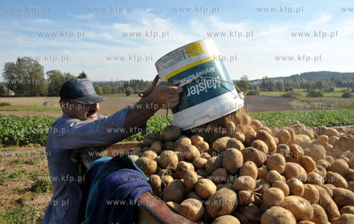Wykopki ziemniakow na polu Bogdana Waldera we wsi Sulmin...
