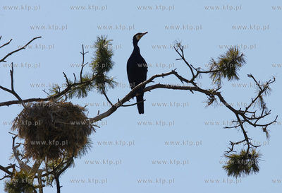 Rezerwat ornitologiczny w Katach Rybackich. Nz Kormorany....