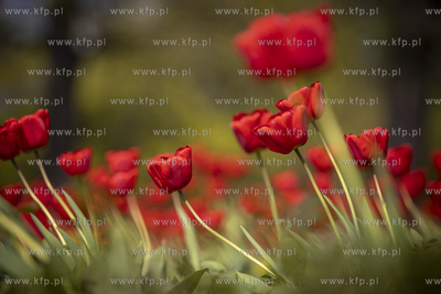 Gdańsk. Tulipany.
25.04.2019
fot. Krzysztof Mystkowski...