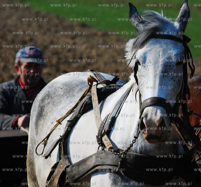 Wiczlino k/Gdyni. Edmund Meieronke obsiewa pole siewnikiem...