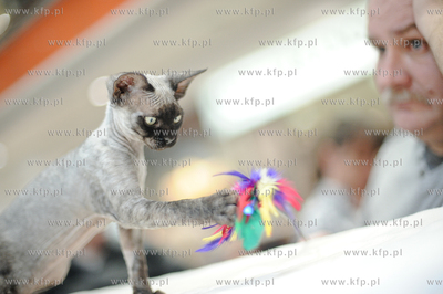 Swiatowy Dzien Kota w Galerii Baltyckiej. Obchodom...