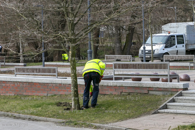 Pracownicy zieleni miejskiej przy pielęgnacji drzewek...