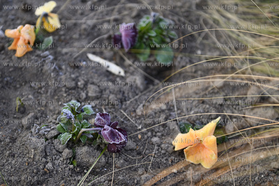 Gdynia. Skwer Kościuszki o poranku. Park Rady Europy....