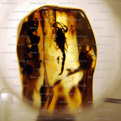 Gdansk, Miedzynarodowe Targi Gdanskie. Targi AMBERIF....