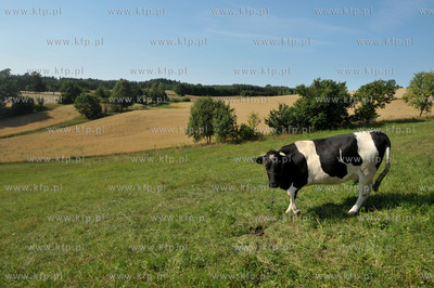 Zukowo na Kaszubach. Pola i krowa na laczce za jeziorkiem...