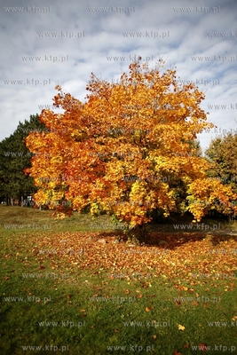 Gdansk. Park Ronalda Reagana.
16.10.2013
fot.Krzysztof...
