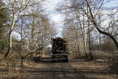Wycinka drzew na terenie bylego Wojskowego Osrodka...