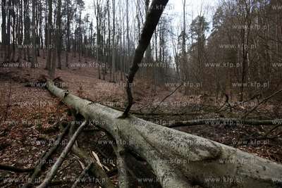 Gigantyczny wyrąb drzew w Trójmiejskim Parku Krajoobrazowym.
25.03.2015
fot....