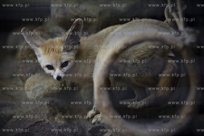 Gdańsk. Zoo. Nz. fenek.
28.07.2015
fot. Krzysztof...