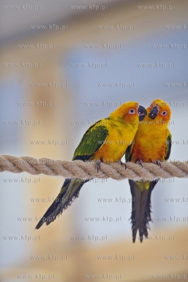 Nowa Papugarnia w Gdańsku Suchaninie.
29.12.2016
fot....